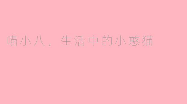 喵小八，生活中的小憨猫