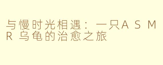 与慢时光相遇:一只ASMR乌龟的治愈之旅