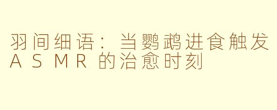 羽间细语：当鹦鹉进食触发ASMR的治愈时刻